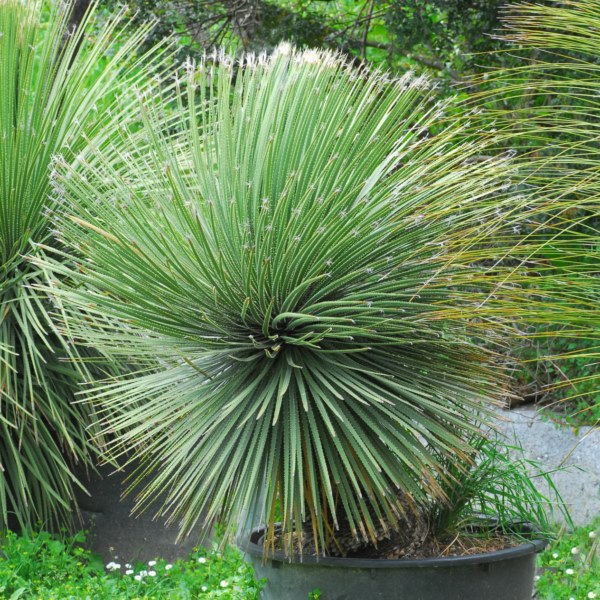 Dasylirion acrotrichum (Asparagaceae)